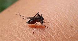 ৬ মাসে ডেঙ্গুতে প্রাণ গেল ১৯ জনের