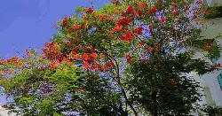 মরুভূমির বুকে লাল কৃষ্ণচূড়ায় রাঙা আল আইন